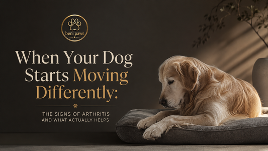 When Your Dog Starts Moving Differently: Signs of Arthritis in Dogs and What Actually Helps