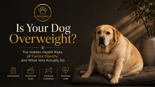 Is Your Dog Overweight? The Hidden Health Risks of Canine Obesity and What Vets Actually Do
